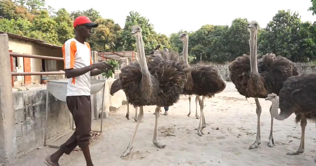 Over the past seven years, these rare birds have become the economic powerhouse of Mlomp, a village in Casamance, southern Senegal  