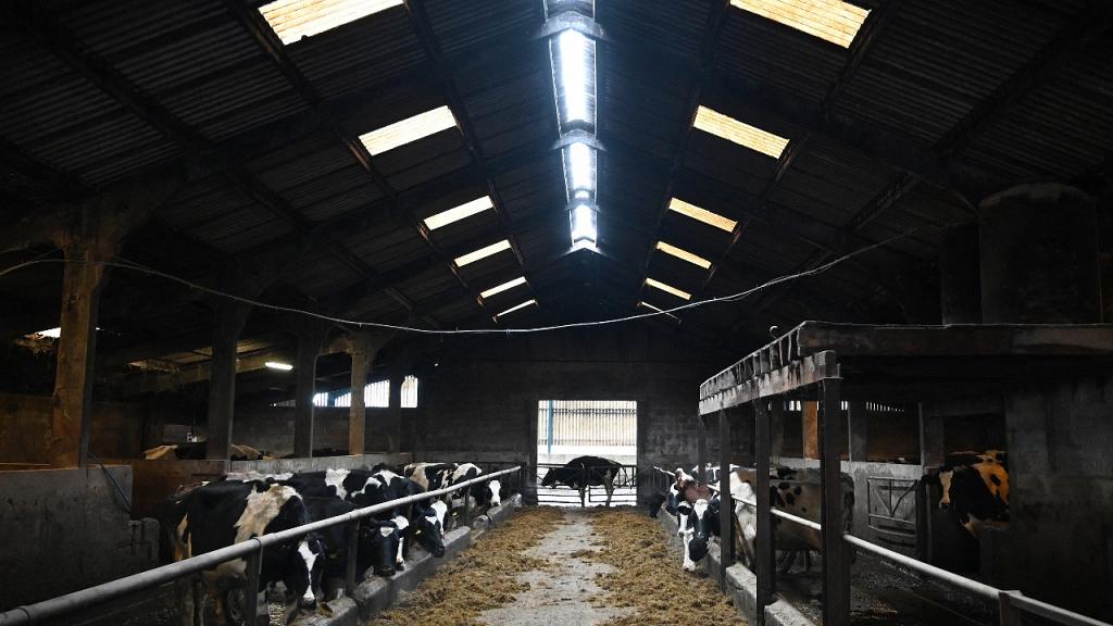 File photo from UK, Cows are seen in the cow shed at Hartington Creamery near Matlock in the Derbyshire Dales on January 26, 2021