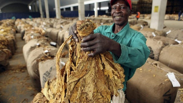 A farmer holding a tobacco crop
