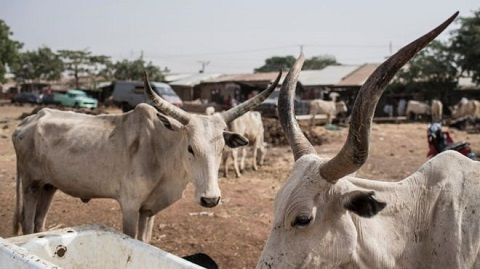 An image of a A cattle camp