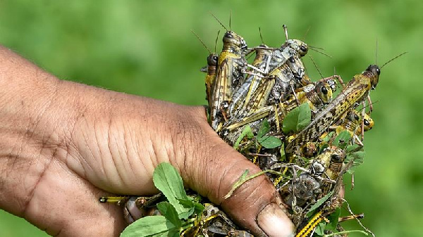 East Africa is bracing for a third outbreak of desert locusts