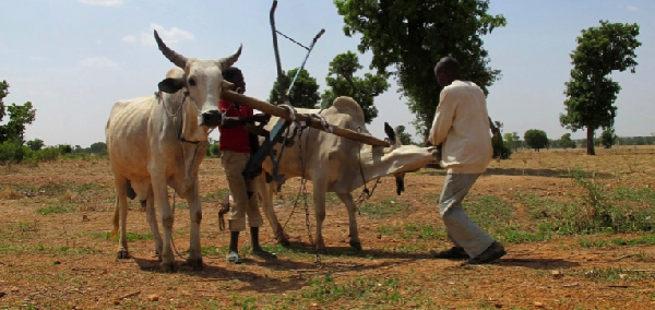 Gangs often raid villages in northwest Nigeria, stealing cattle and kidnapping for ransom