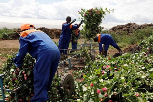 In March, farms had to throw away roses as demand collapsed because of coronavirus restrictions