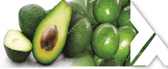 Kenya is one of the top producers of avocado