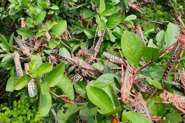 Locusts, coronavirus combination pose dire threat to East Africa