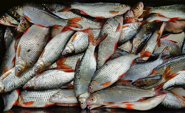 Nigeria produces one million metric tonnes of fish annually