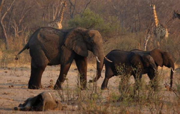The elephants died of suspected bacteria infection