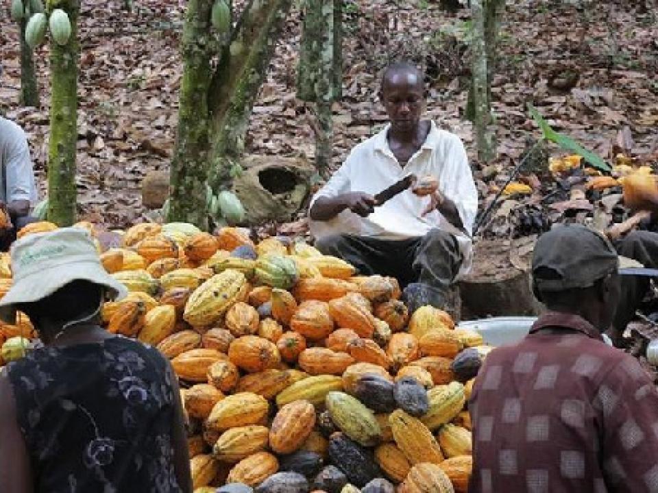 Cocoa Farming in Ghana