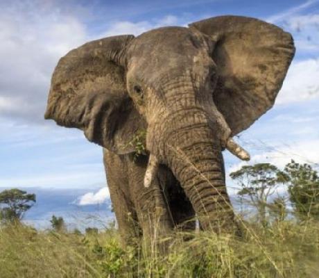 File photo: According official estimates, Namibia is home to some 28,000 elephants