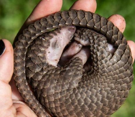 A white-bellied pangolin which was rescued from local animal traffickers is seen at the Uganda