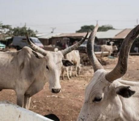 An image of a A cattle camp