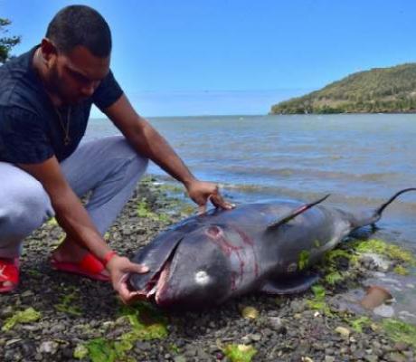 Carcasses of 39 dolphins washed up on shore in Mauritius after the oil spill (Reuters)