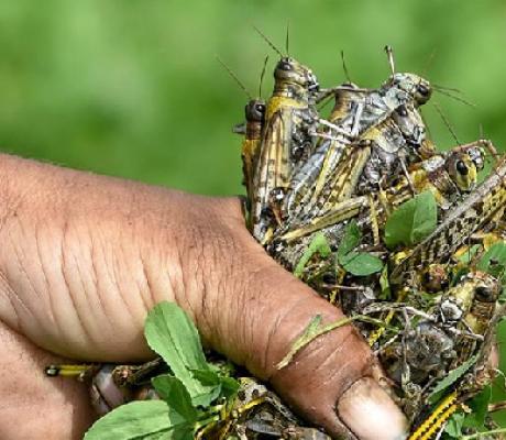 East Africa is bracing for a third outbreak of desert locusts