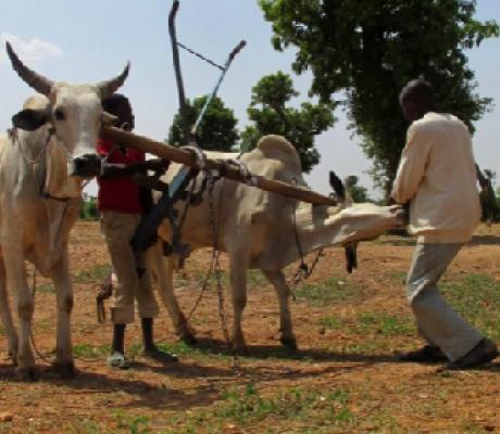 Gangs often raid villages in northwest Nigeria, stealing cattle and kidnapping for ransom