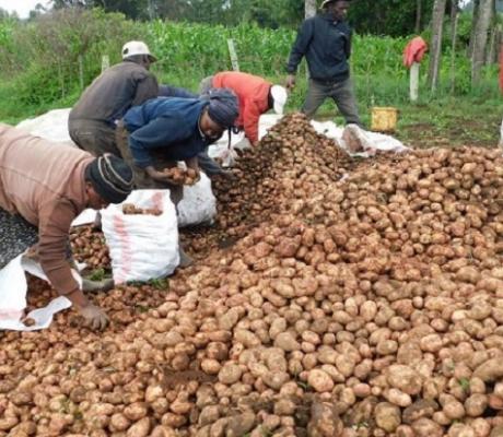 Potato farmers in Kenya
