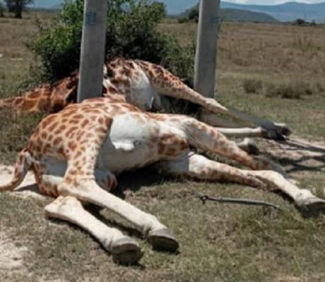 Two of the electrocuted giraffes