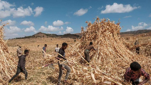 Farmers harvest sorghum in a field near the village of Ayasu Gebriel, EDUARDO SOTERAS | AFP