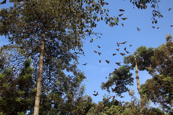 The photo shows bats on some trees in Lugazi town, Buikwe District