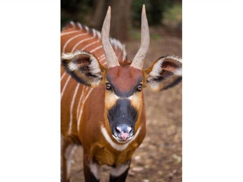  There are less than 100 Mountain Bongo antelope left in the wild across the world, FILE | NMG