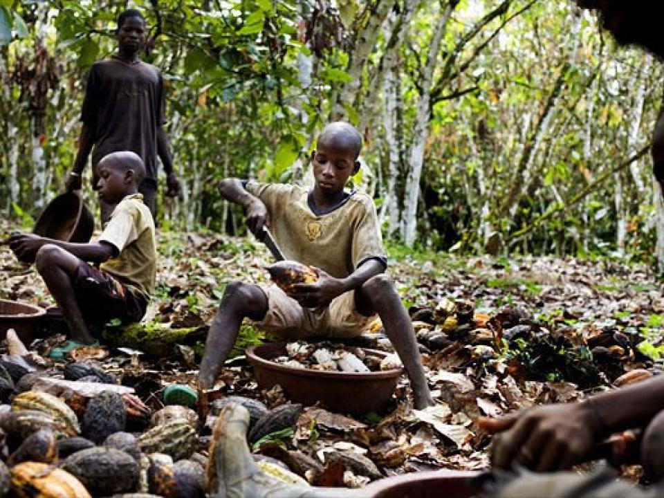 Children doing hazardous work has gone up in the world’s top coca producers