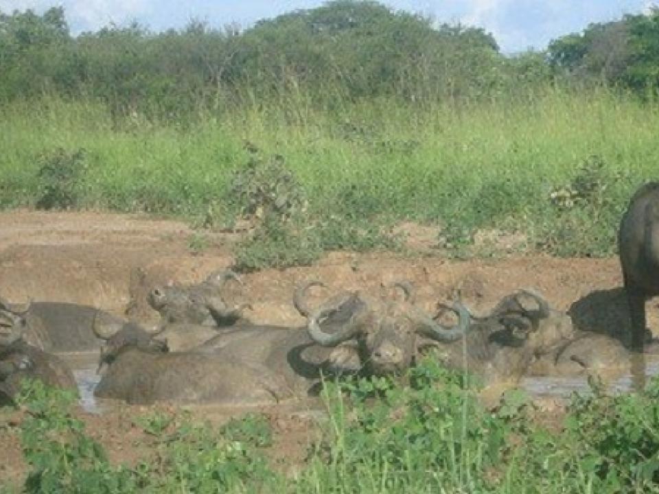 Wildlife. File photo
