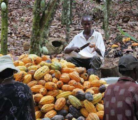 Cocoa Farming in Ghana