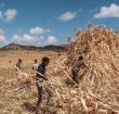 Farmers harvest sorghum in a field near the village of Ayasu Gebriel, EDUARDO SOTERAS | AFP