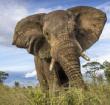 File photo: According official estimates, Namibia is home to some 28,000 elephants