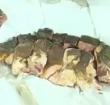 CBU staff try to piece Mafishi together after rescuing it from being roasted