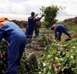 In March, farms had to throw away roses as demand collapsed because of coronavirus restrictions