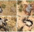 Poaching had been ruled out as a possible cause of death