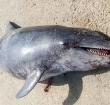 Residents woke up to the sight of dead dolphins on two consecutive days