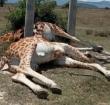 Two of the electrocuted giraffes